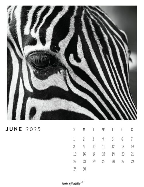 Black and White June Calendar With Zebra Photograph
