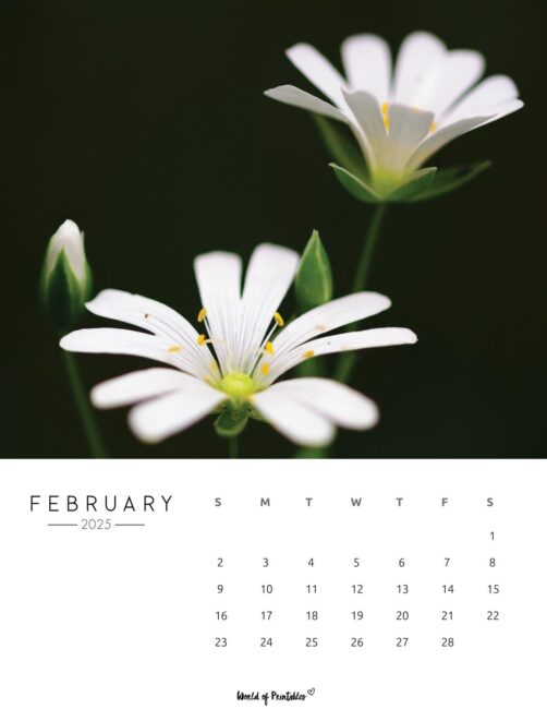 Colorful flowers photograph with february 2025 calendar below