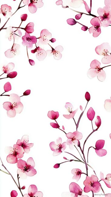 Cherry Blossom Wallpaper