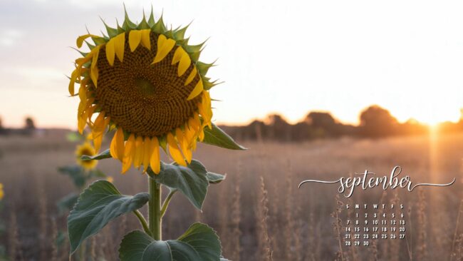 September Sunflower Calendar Wallpaper
