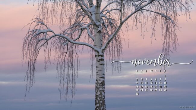 bare-tree-stylish-november-desktop-calendar-wallpaper