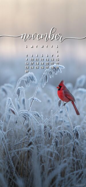cute-bird-aesthetic-november-calendar-phone-wallpaper