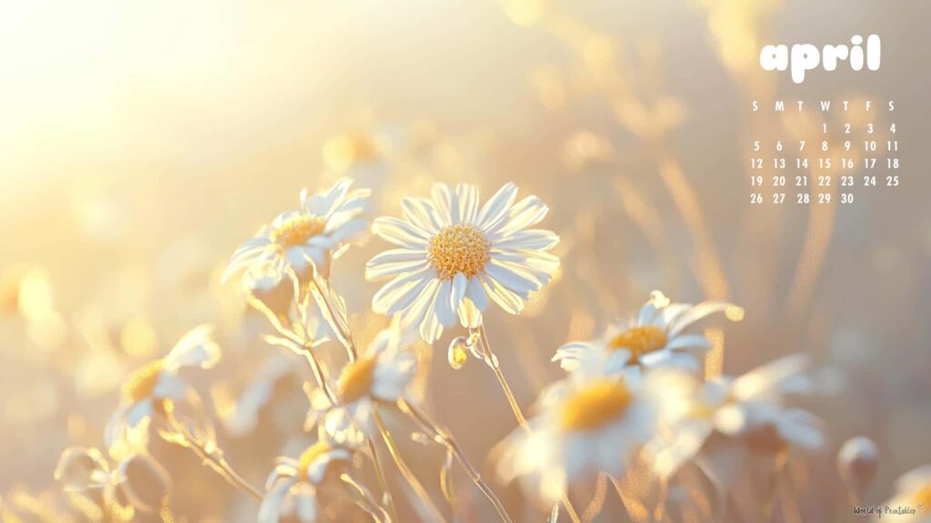 Pretty Daisy April Calendar Wallpapers for Desktop