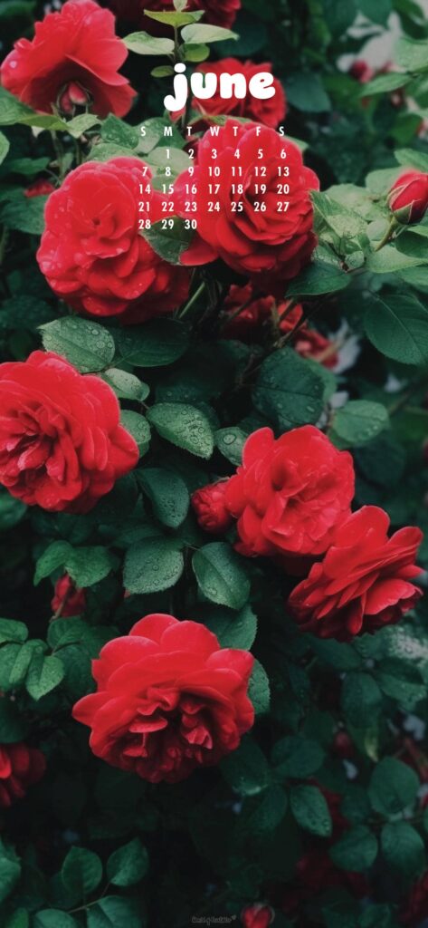 Floral June Calendar Phone Wallpaper