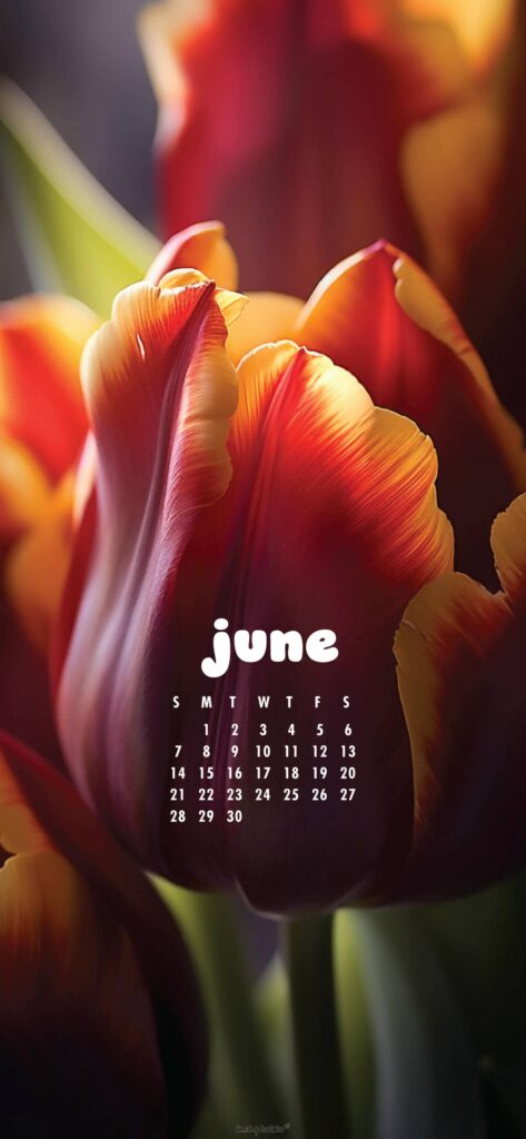Tulip June Calendar Phone Wallpaper