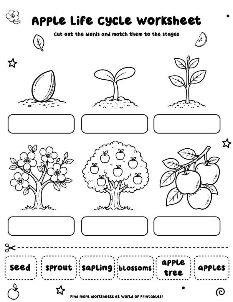 Apple Life Cycle Worksheet