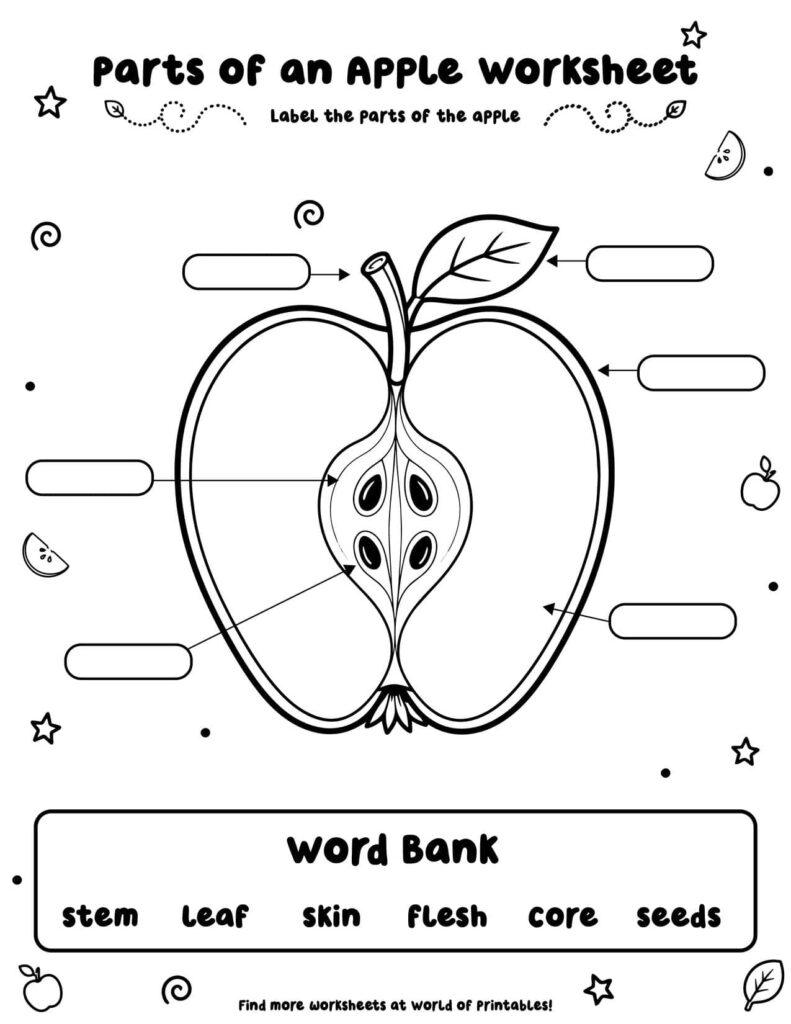 Parts of an Apple Worksheet