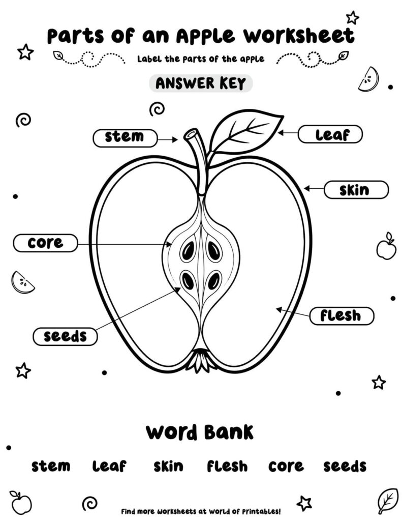 Parts of an Apple Worksheet - Answer Key